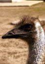 Portrait of an emu