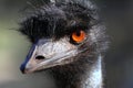 Portrait of an Emu in Australia Royalty Free Stock Photo