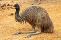 Portrait of an Emu in Australia Royalty Free Stock Photo