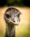 Emu portrait