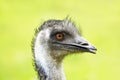 Portrait of an emu. Close up of large ratite with green background.