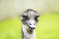 Portrait of an emu. Close up of large ratite with green background.