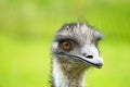 Portrait of an emu. Close up of large ratite with green background.