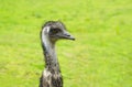 Portrait of an emu. Close up of large ratite with green background.