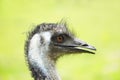 Portrait of an emu. Close up of large ratite with green background.