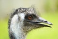 Portrait of an emu. Close up of large ratite with green background.