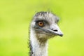 Portrait of an emu. Close up of large ratite with green background.