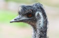 Portrait of an emu Dromaius novaehollandiae bird