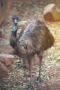 Portrait of Emu Dromaius novaehollandiae. Wildlife animal.
