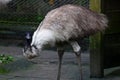 portrait of an Emu (Dromaius novaehollandiae) at zoo Royalty Free Stock Photo