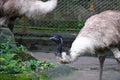 portrait of an Emu (Dromaius novaehollandiae) at zoo Royalty Free Stock Photo