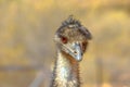 Portrait of Emu Royalty Free Stock Photo