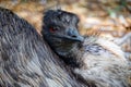 Portrait of an Emu, large flightless bird Royalty Free Stock Photo