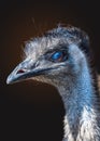 Close-up of the head of emu Royalty Free Stock Photo