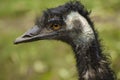 Portrait of Emu ostrich Royalty Free Stock Photo