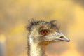 Portrait of Emu Royalty Free Stock Photo