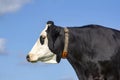 Portrait of a black and white cow, blister head. Royalty Free Stock Photo