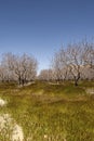 Portrait, End of winter naked pistachio trees, Ventucopa, CA, USA Royalty Free Stock Photo