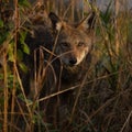 Portrait of an endangered juvenile red wolf, Canis rufus peeking through tall grasses Royalty Free Stock Photo