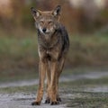 Portrait of an endangered juvenile red wolf, Canis rufus standing against a blurred background Royalty Free Stock Photo