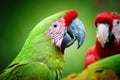 Portrait of endangered parrot, Great green macaw, Ara ambiguus, feeding with group of macaw parrots Royalty Free Stock Photo