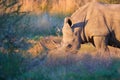 Portrait of endangered Southern white rhinoceros, Ceratotherium simum, grazing on savanna, side view, vivid colors. African animal Royalty Free Stock Photo