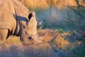 Portrait of endangered Southern white rhinoceros, Ceratotherium simum, grazing on savanna, side view, vivid colors. African animal Royalty Free Stock Photo