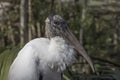 Portrait of an endangered Wood Stork in Everglades National Park Royalty Free Stock Photo