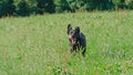 PORTRAIT: Energetic black dog runs through a grassland in sunny springtime.