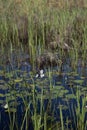 Portrait of Englemann`s Arrowhead white wildflower and reeds growing in dark water, realistic natural light Royalty Free Stock Photo