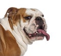 Portrait of English Bulldog