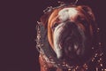 Portrait of English bulldog with Christmas lights Royalty Free Stock Photo