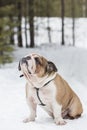 Portrait English bulldog full