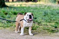 Portrait of an English Bulldog on a Leash Royalty Free Stock Photo