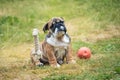 Portrait of English bulldog puppy 2 month sitting on the grass between two toys Royalty Free Stock Photo