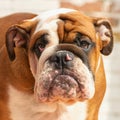 Portrait english bulldog puppy