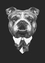 Portrait of English Bulldog in suit.