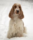 Portrait of an English Cocker spaniel. The dog is sitting in the snow. Color orange roan