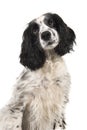 Portrait of a english cocker spaniel glancing away on a white background