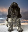 Portrait of an English Cocker spaniel puppy. Age 2 months. The color is blue roan Royalty Free Stock Photo