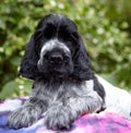 Portrait of an English Cocker spaniel puppy. The color is blue roan. The dog lies and looks into the frame Royalty Free Stock Photo