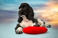 Portrait of an English Cocker spaniel puppy. The color is white and black. The dog is lying down Royalty Free Stock Photo
