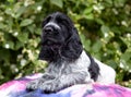 Portrait of an English Cocker spaniel puppy. The dog lies on a colored stole and looks into the frame Royalty Free Stock Photo