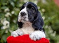 Portrait of an English Cocker spaniel puppy. The dog lies with its front paws on a red cushion and looks into the frame Royalty Free Stock Photo