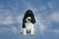 Portrait of an English Cocker spaniel puppy. The dog sits and looks into the frame. The color is white and black Royalty Free Stock Photo