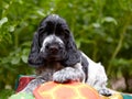 Portrait of an English Cocker spaniel puppy. Summer, park. The puppy is lying, looking into the frame Royalty Free Stock Photo