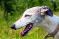 Portrait English greyhound
