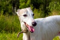 Portrait English greyhound