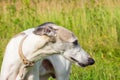 Portrait English greyhound