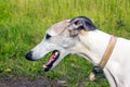 Portrait English greyhound